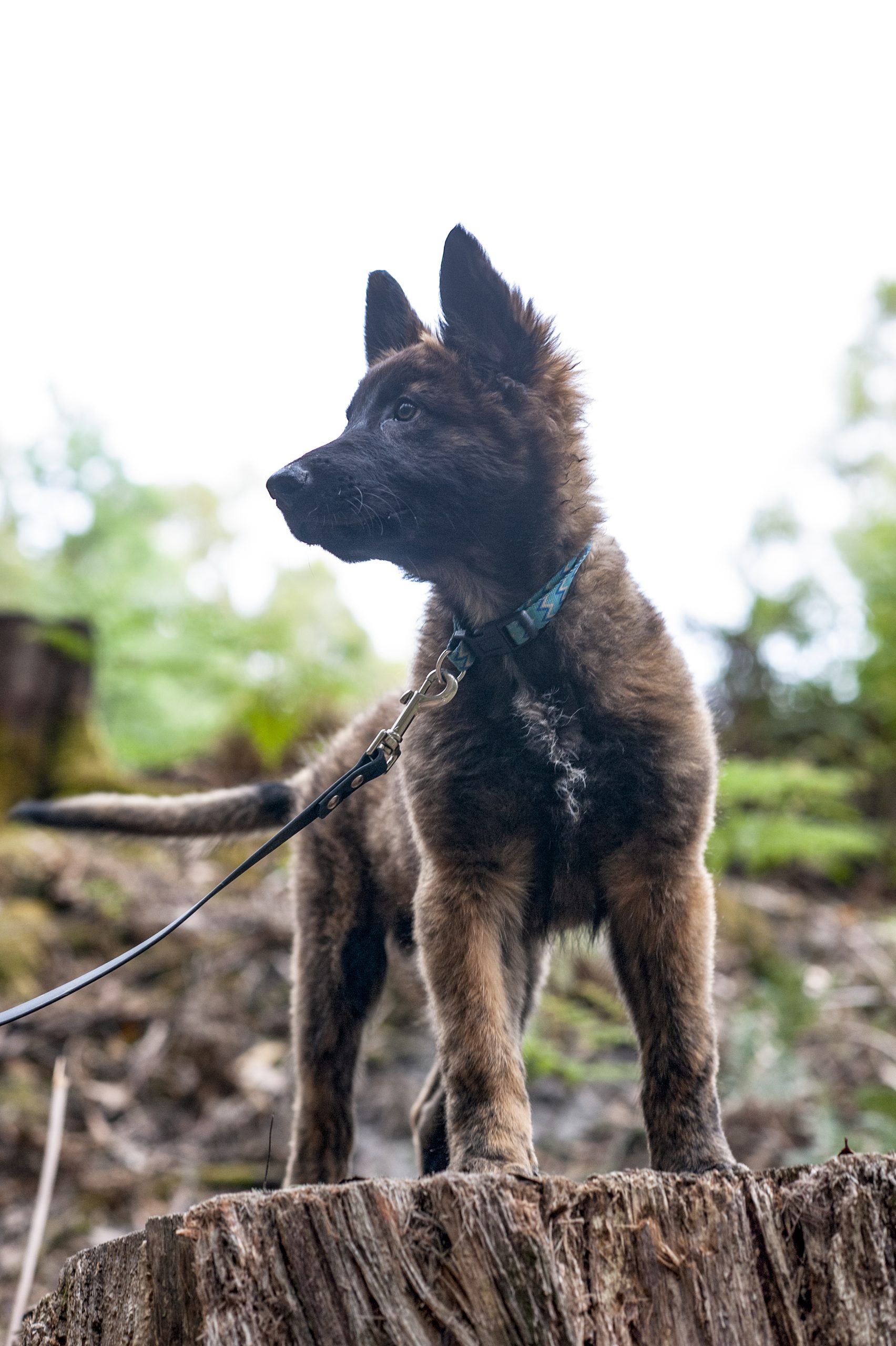 Loose Leash Walking